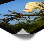 Poster Chaton blanc sur un amandier (Coin)