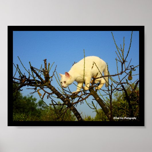 Poster Chaton blanc sur un amandier (Devant)