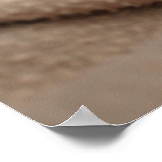 Poster Chaton couchant (Coin)