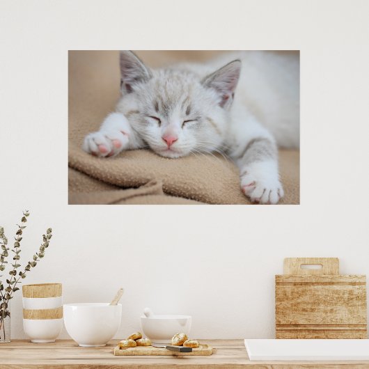 Poster Chaton couchant (Cuisine)