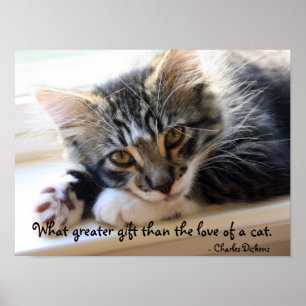 Poster Chaton de Zorro par l'affiche de fenêtre