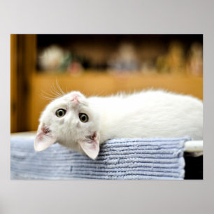 Poster Chaton irrésistible... câlinable et adorable
