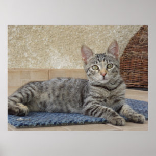 Poster Chaton Majestueux