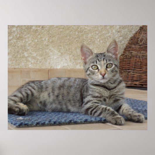 Poster Chaton Majestueux (Devant)