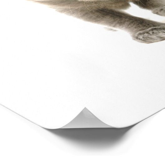 Poster chaton mignon (Coin)