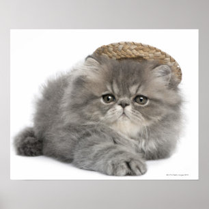 Poster Chaton perse (2 mois) en paille