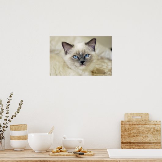 Poster Chaton Ragdoll (Cuisine)