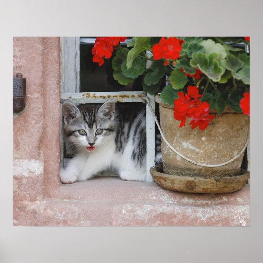 Poster Chaton regardant par la fenêtre (Devant)