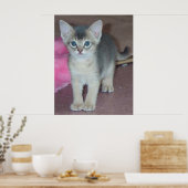 Poster Chaton Six Semaines (Cuisine)