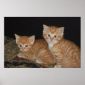 Poster Chatons (Devant)