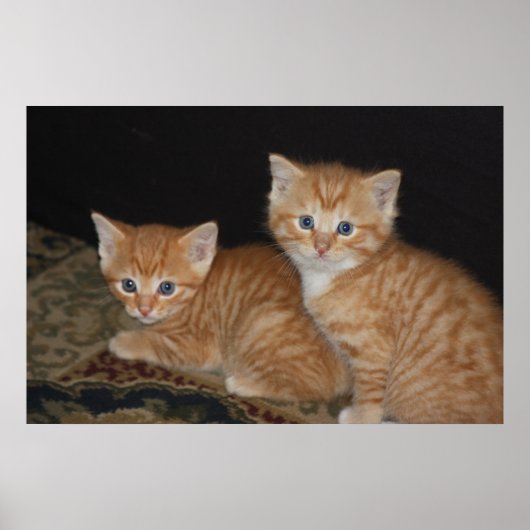 Poster Chatons (Devant)