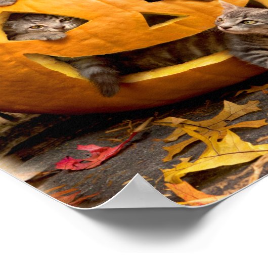 Poster Chatons à Jack-o-Lantern (Coin)