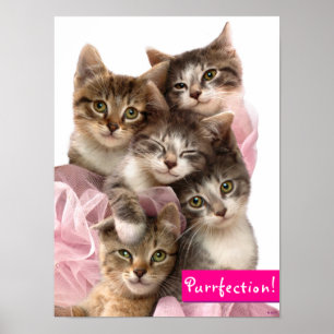 Poster Chatons à Tutus