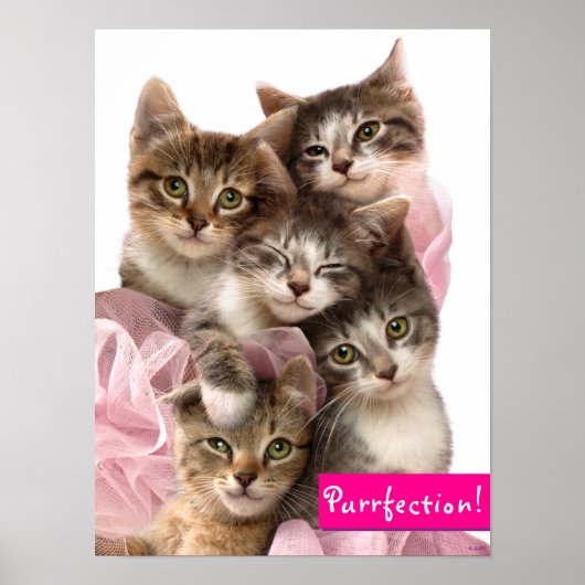 Poster Chatons à Tutus (Devant)