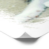 Poster Chatons à visage amusant (Coin)