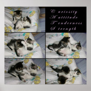 Poster Chatons au jeu