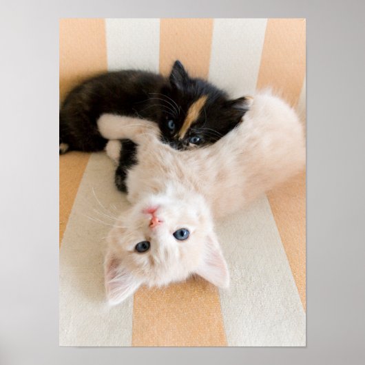 Poster Chatons Blancs Et Noirs (Devant)
