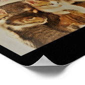 Poster Chatons dans la photo de repos original (Coin)