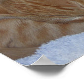 Poster Chatons détendus et endormis (Coin)