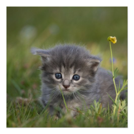 Poster Chatons Mignons (Devant)