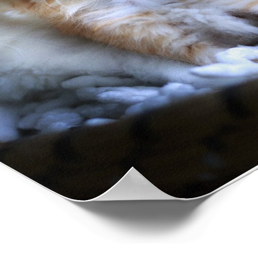 Poster Chatons, Papier d'affiche de valeur (Matte) (Coin)