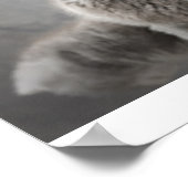 Poster Chatons pliants écossais (Coin)