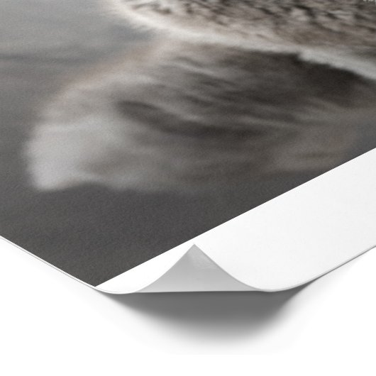 Poster Chatons pliants écossais (Coin)