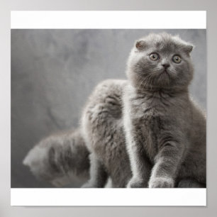 Poster Chatons pliants écossais