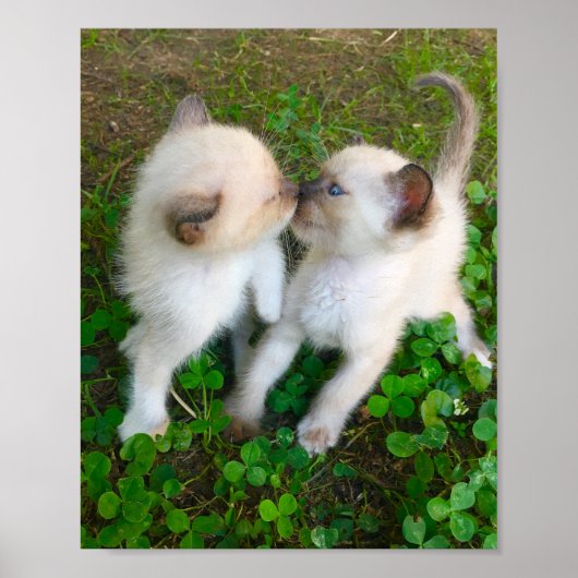 Poster chatons qui s'embrassent (Devant)