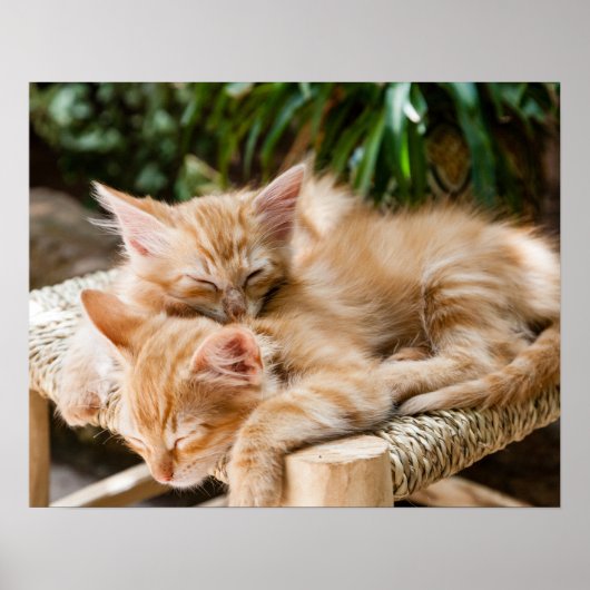 Poster Chats (Devant)