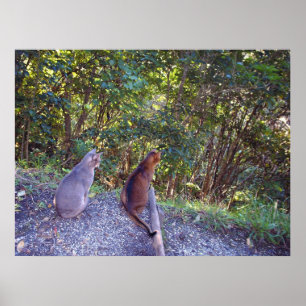 Poster Chats abyssins sur une allée