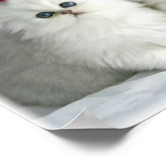 Poster Chats blancs (Coin)