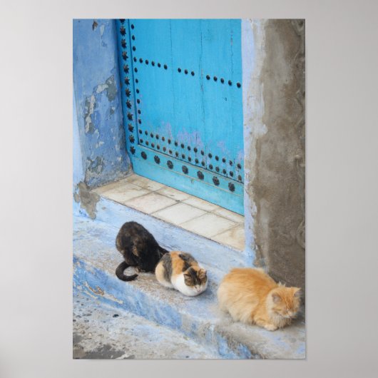 Poster Chats, Chefchaouen, Maroc (Devant)