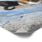 Poster Chats, Chefchaouen, Maroc (Coin)