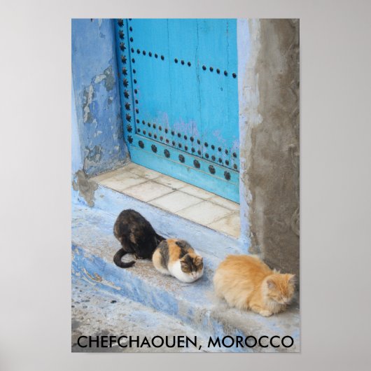 Poster Chats, Chefchaouen, Maroc (Devant)