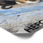 Poster Chats, Chefchaouen, Maroc (Coin)