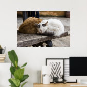 Poster Chats crétois endormis (Bureau à domicile)