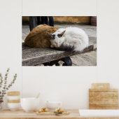 Poster Chats crétois endormis (Cuisine)