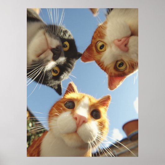 Poster Chats curieux regardant vers le bas (Devant)