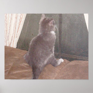 Poster Chats de veau 11