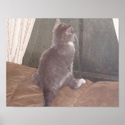 Poster Chats de veau 11 (Devant)