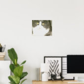 Poster Chats de veau 18 (Bureau à domicile)