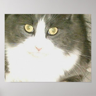 Poster Chats de veau 18