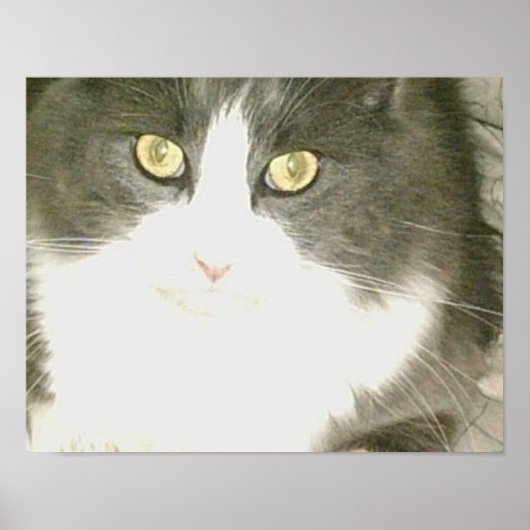 Poster Chats de veau 18 (Devant)