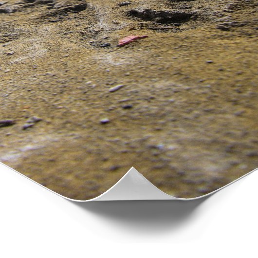 Poster Chats des Badlands (Coin)