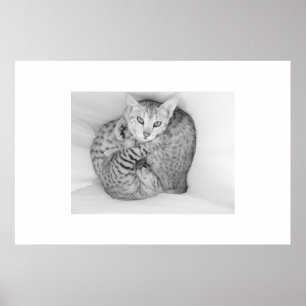 Poster Chats du Bengale