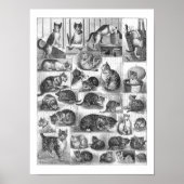 Poster Chats, Louis Wain (Devant)