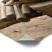 Poster Chats Lynx (Coin)