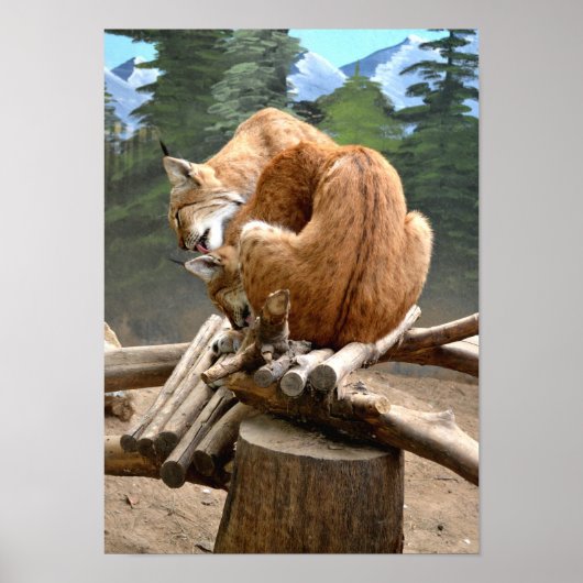 Poster Chats Lynx (Devant)