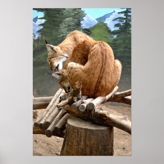 Poster Chats Lynx (Devant)